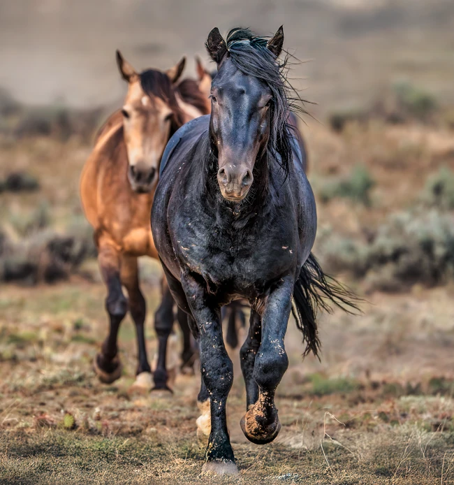 mustang2